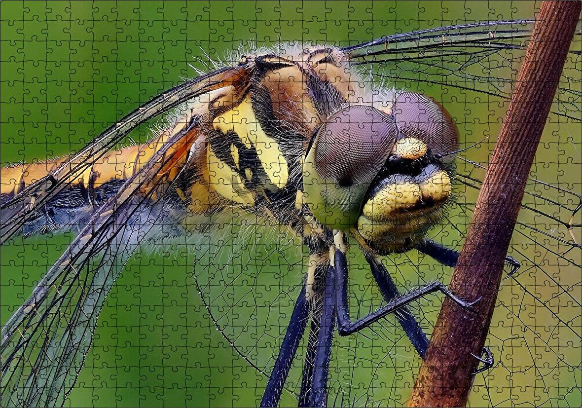 Cakapuzzle Dişi Yusufçuk Makro Çekim Puzzle Yapboz MDF Ahşap