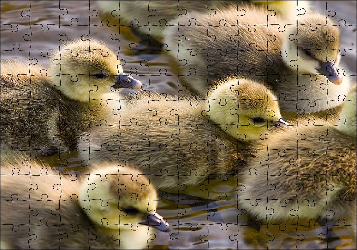 Cakapuzzle Gölde Yüzen Sarı Ördek Yavruları Puzzle Yapboz MDF Ahşap