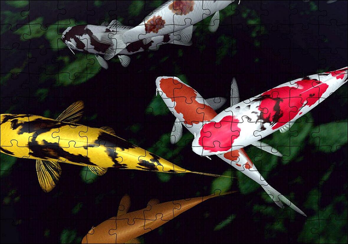 Cakapuzzle Koi Balıkları Yukarıdan Görünüm Puzzle Yapboz MDF Ahşap