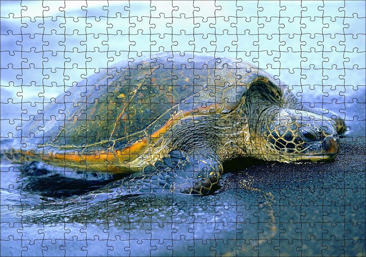 Cakapuzzle Kumsala Çıkan Caretta Caretta Puzzle Yapboz MDF Ahşap