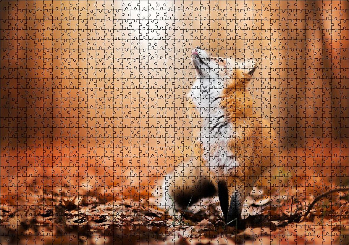 Cakapuzzle Orman Zemininde Yapraklar ve Yukarı Bakan Tilki Puzzle Yapboz MDF Ahşap