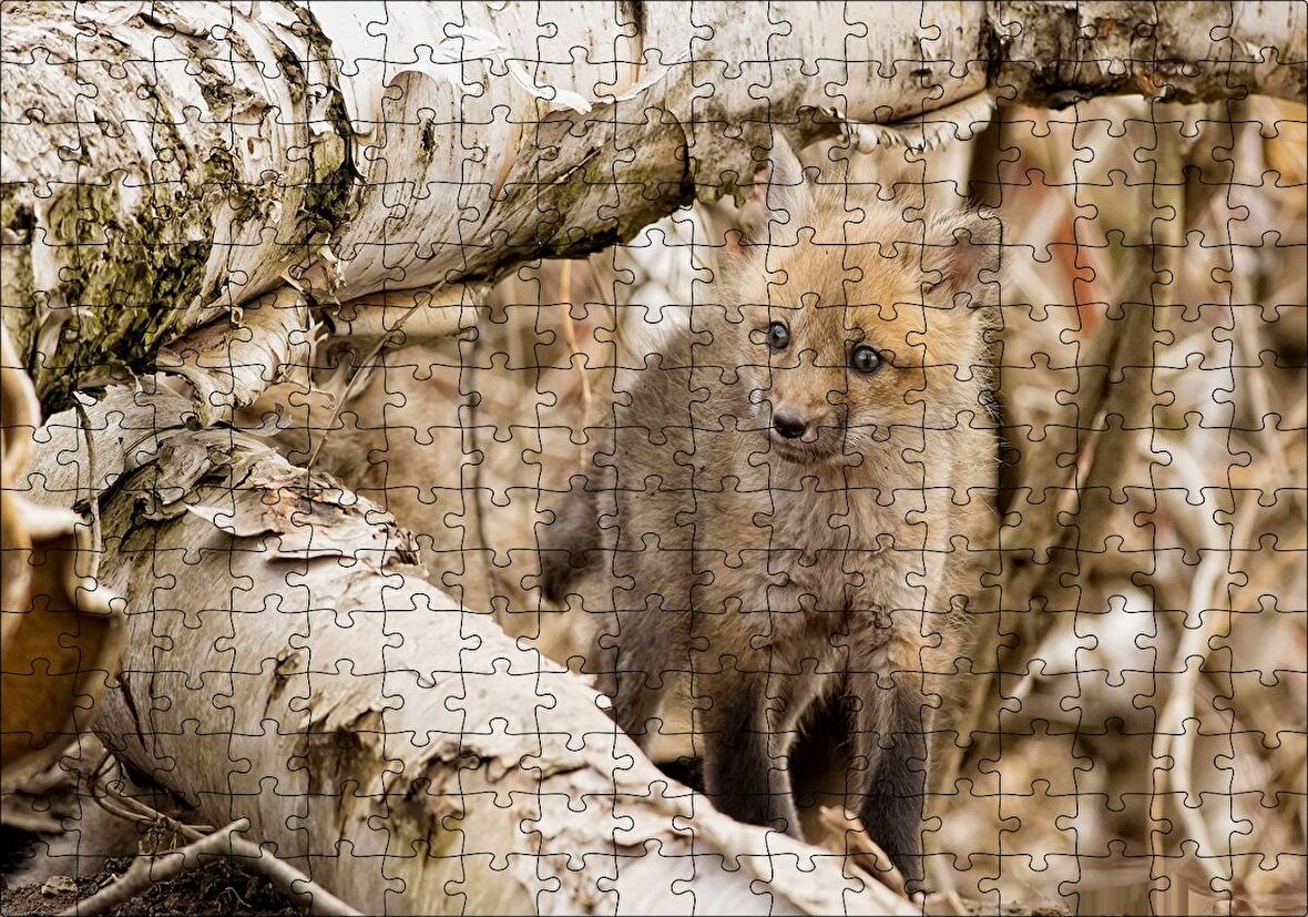Cakapuzzle Ormanda Ağaçlar Arasındaki Yavru Tilki Puzzle Yapboz MDF Ahşap