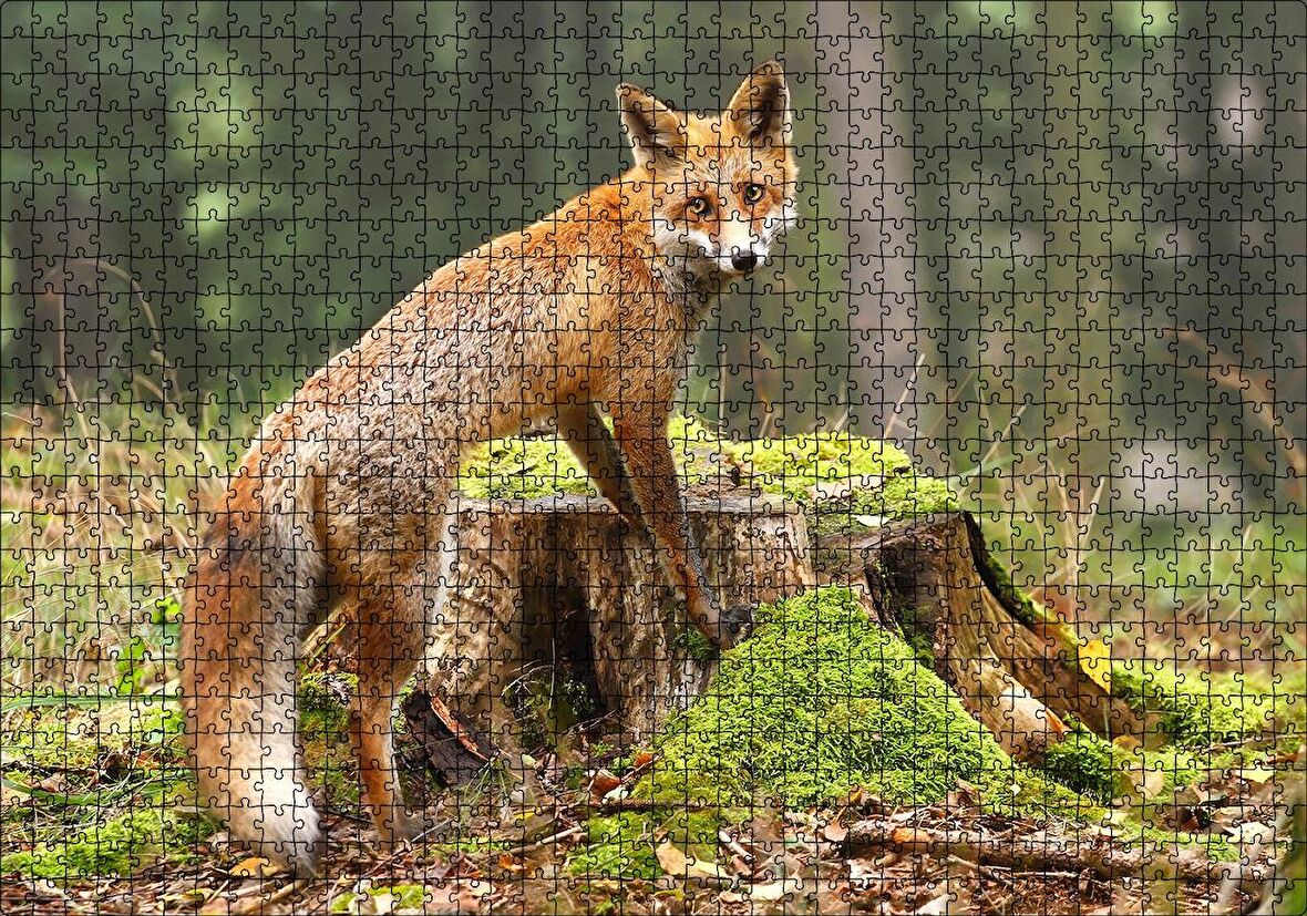 Cakapuzzle Ormanda Kütük Üzerindeki Çelimsiz Tilki Puzzle Yapboz MDF Ahşap
