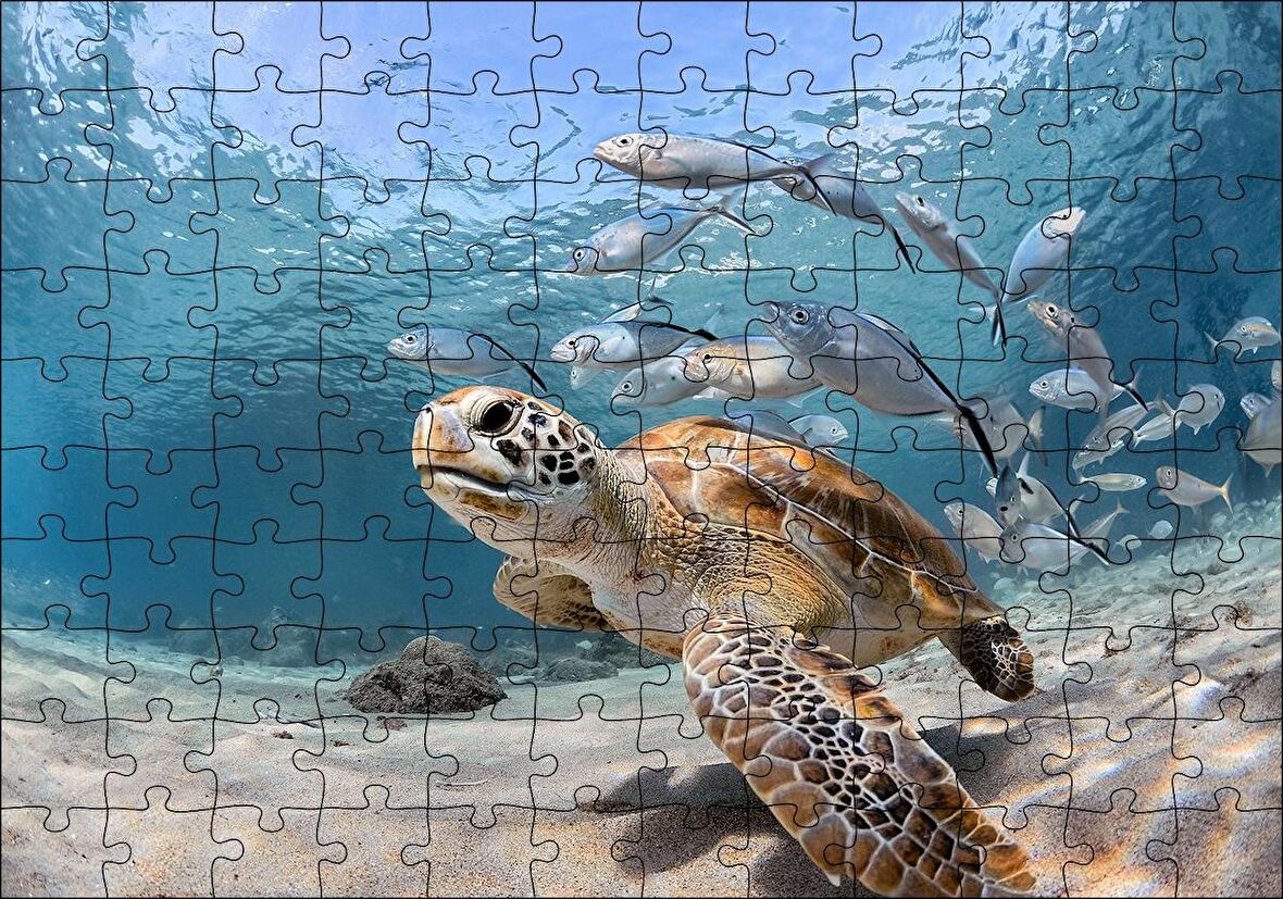 Cakapuzzle Sevimli Caretta ve Ton Balıkları Puzzle Yapboz MDF Ahşap