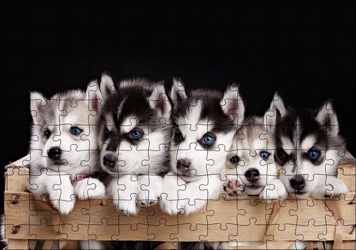 Cakapuzzle Tahta Kasa İçinde Beş Husky Yavrusu Puzzle Yapboz MDF Ahşap