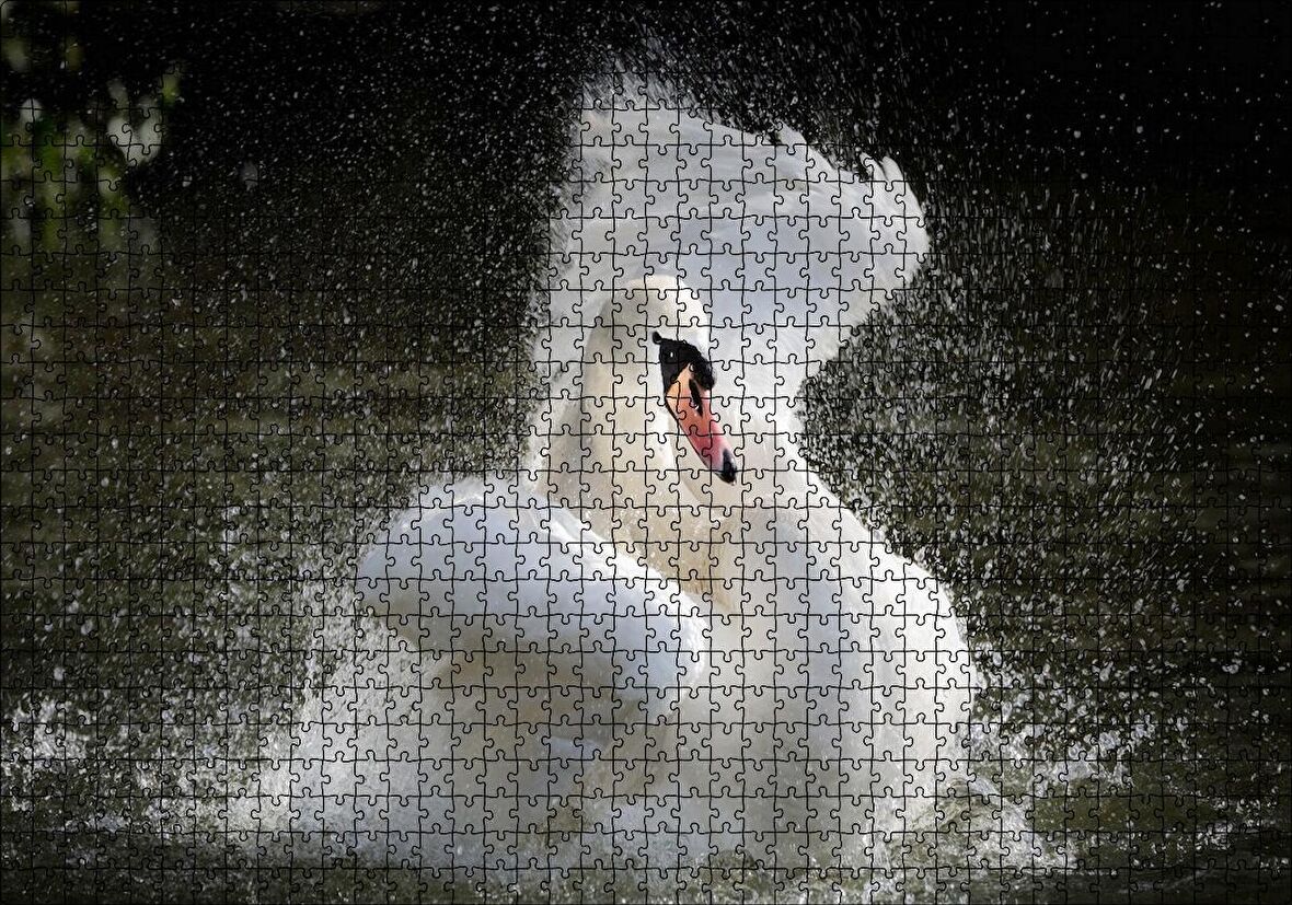 Cakapuzzle Gölde Kanatlarını Temizleyen Beyaz Kuğu Puzzle Yapboz MDF Ahşap