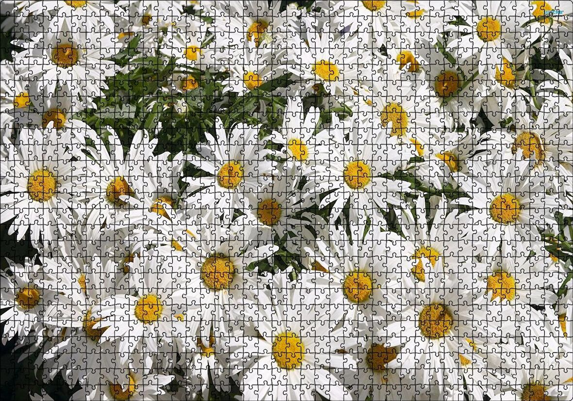 Cakapuzzle Beyaz Büyük Papatyalar Puzzle Yapboz MDF Ahşap