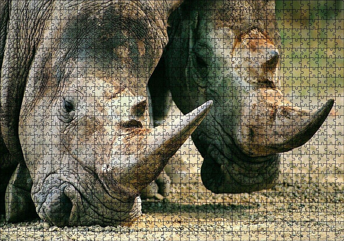 Cakapuzzle Efsanevi Gergedanlar Yakın Çekim Puzzle Yapboz MDF Ahşap