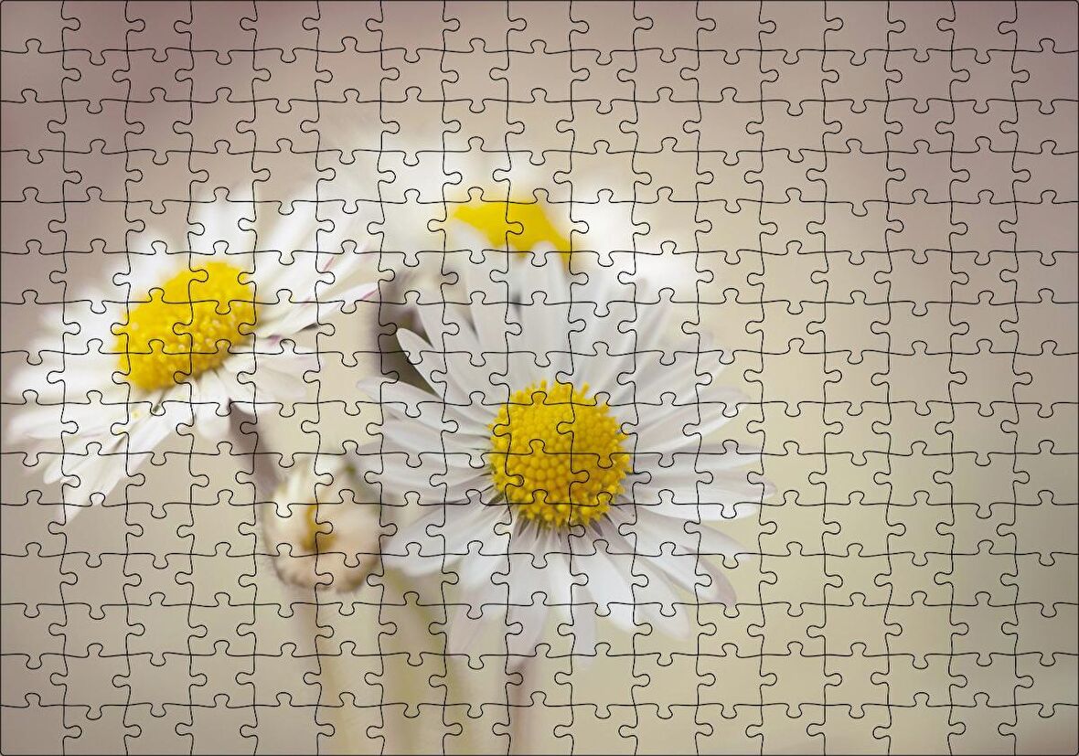 Cakapuzzle Üç Papatya Yakın Çekim Flu Arkaplan Puzzle Yapboz MDF Ahşap