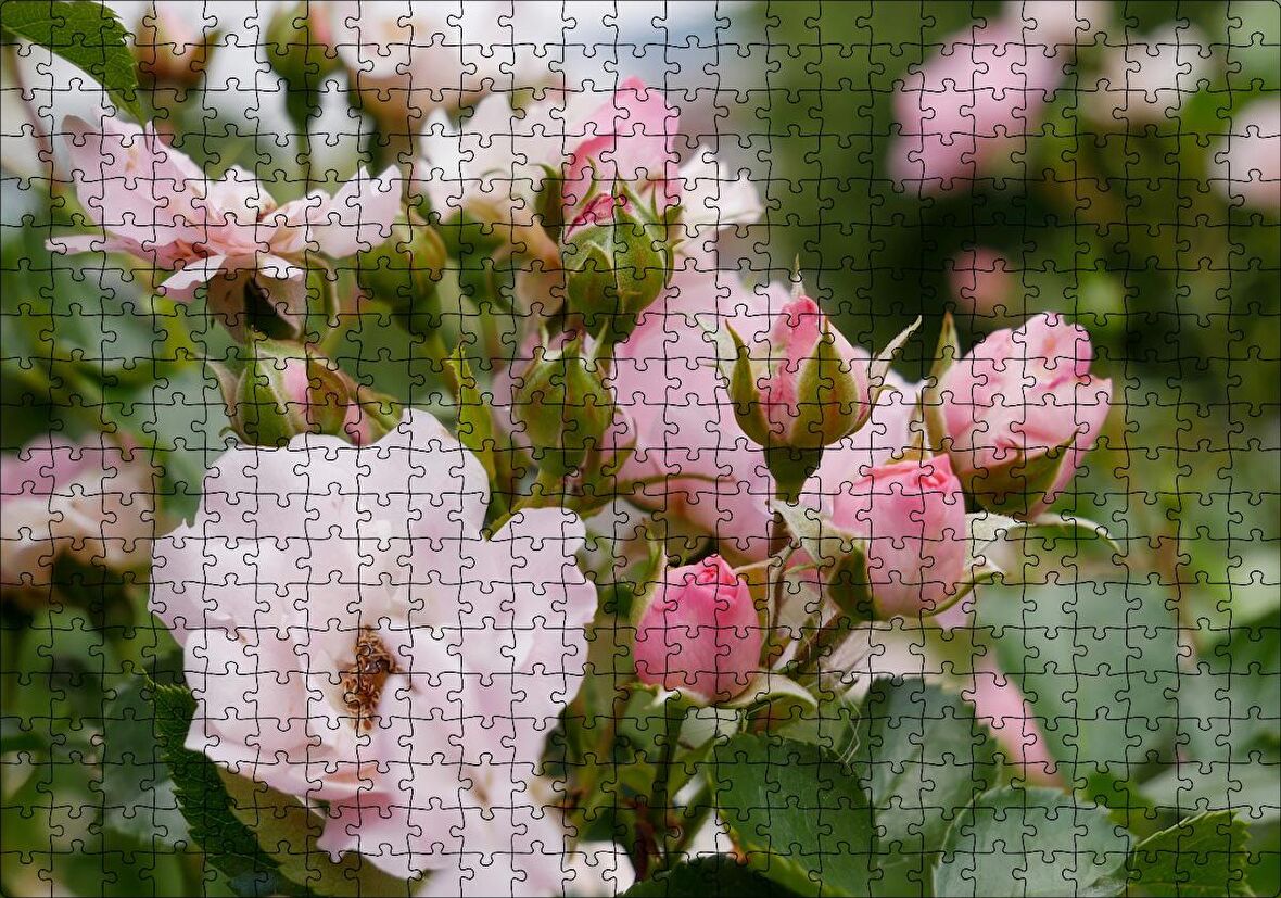 Cakapuzzle Beyaz ve Pembe Gonca Güller ve Yapraklar Puzzle Yapboz MDF Ahşap