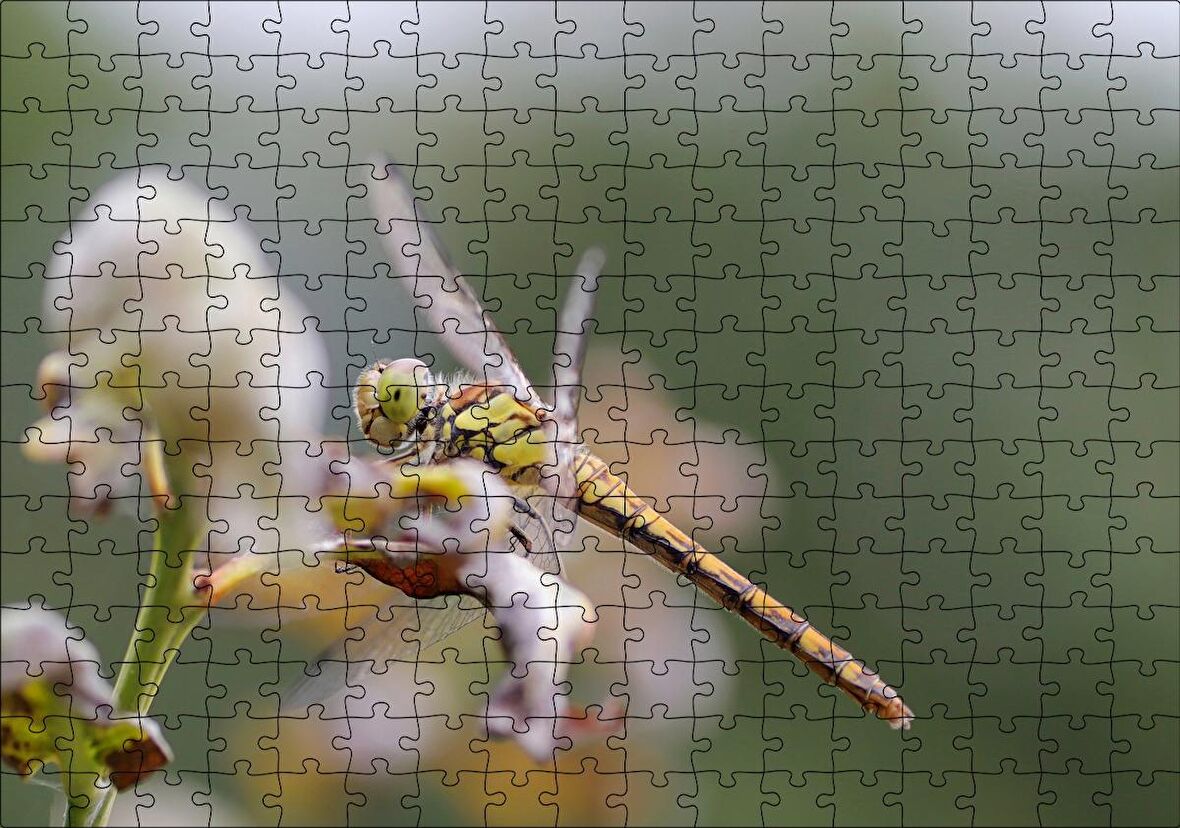 Cakapuzzle Daldaki Yusufçuk Yakın Çekim Puzzle Yapboz MDF Ahşap