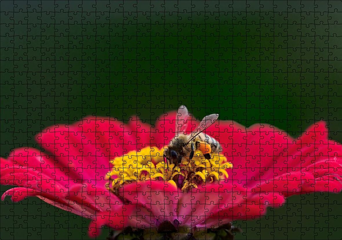 Cakapuzzle Kırmızı Çiçekten Polen Toplayan Balarısı Puzzle Yapboz MDF Ahşap