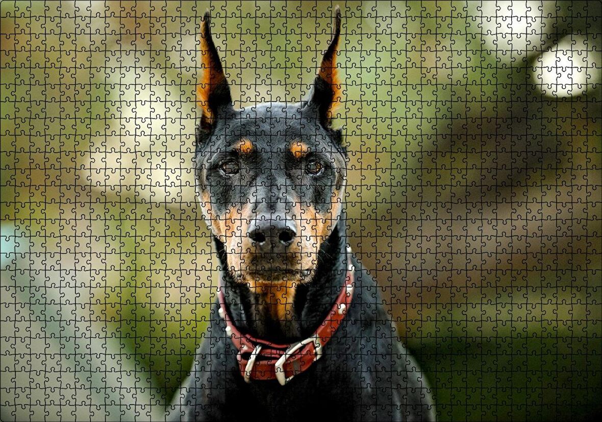 Cakapuzzle Kırmızı Tasmalı Doberman Flu Arkaplan Puzzle Yapboz MDF Ahşap
