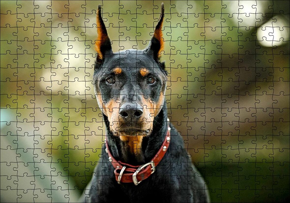 Cakapuzzle Kırmızı Tasmalı Doberman Flu Arkaplan Puzzle Yapboz MDF Ahşap