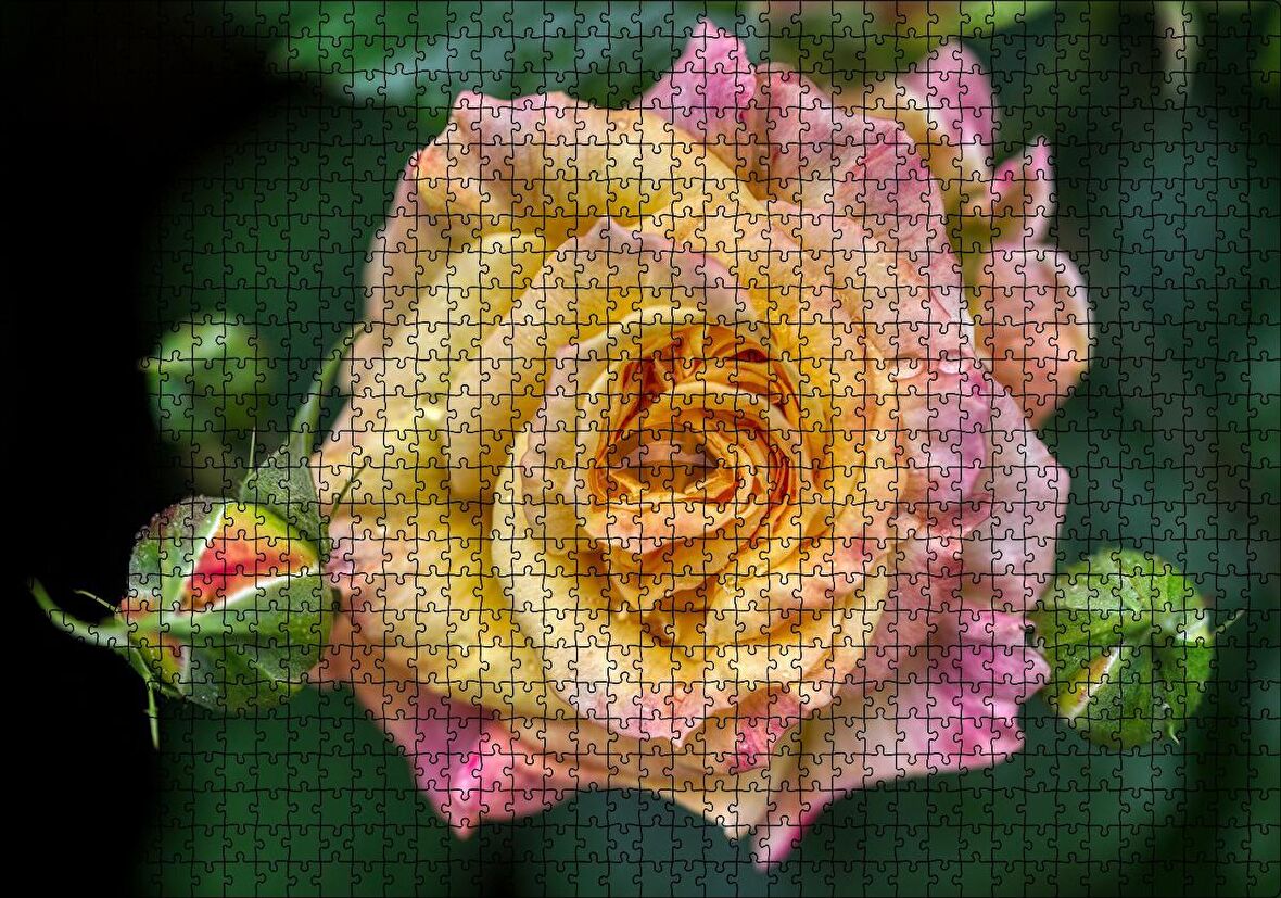 Cakapuzzle Pembe Sarı Gül Yakın Çekim Puzzle Yapboz MDF Ahşap