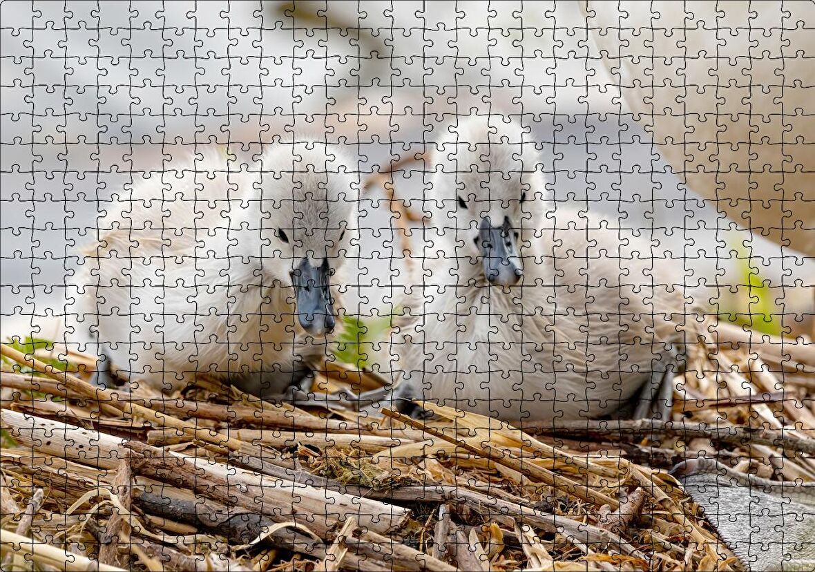 Cakapuzzle Anne Altında İki Sevimli Kuğu Yavrusu Puzzle Yapboz MDF Ahşap