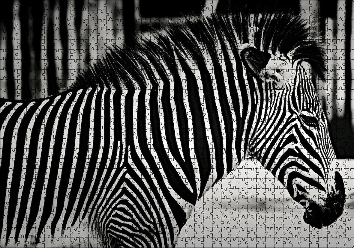 Cakapuzzle Benzersiz Deseniyle Zebra Yakın Çekim Puzzle Yapboz MDF Ahşap