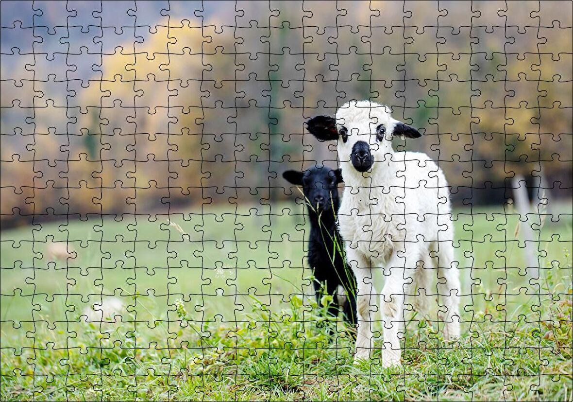 Cakapuzzle Çayırda Beyaz ve Siyah Kuzular Flu Arka Plan Puzzle Yapboz MDF Ahşap