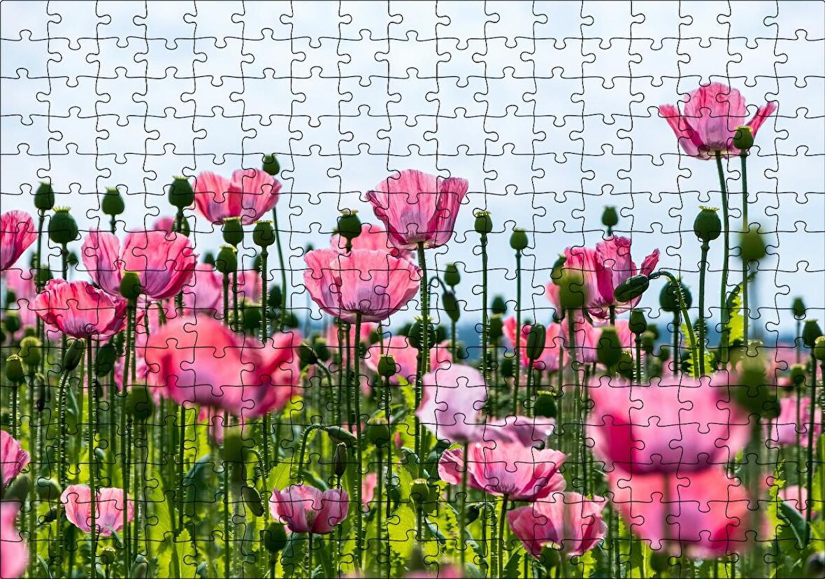 Cakapuzzle Çayırda Pembe Gelincikler ve Gökyüzü Puzzle Yapboz MDF Ahşap