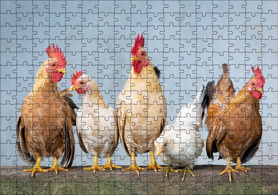 Cakapuzzle Duvarın Üstünde Kahverengi Beyaz Tavuklar Puzzle Yapboz MDF Ahşap