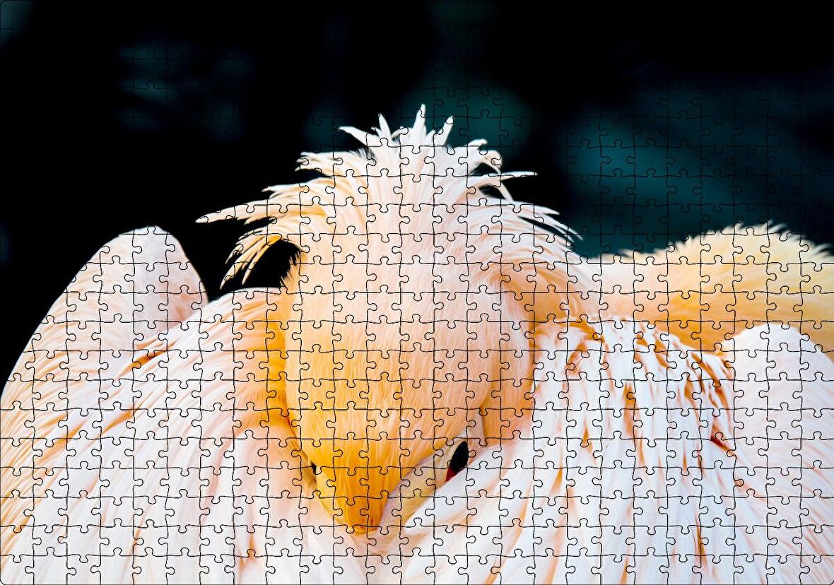 Cakapuzzle Kanatları Arasına Gömülmüş Pelikan Yakın Çekim Puzzle Yapboz MDF Ahşap
