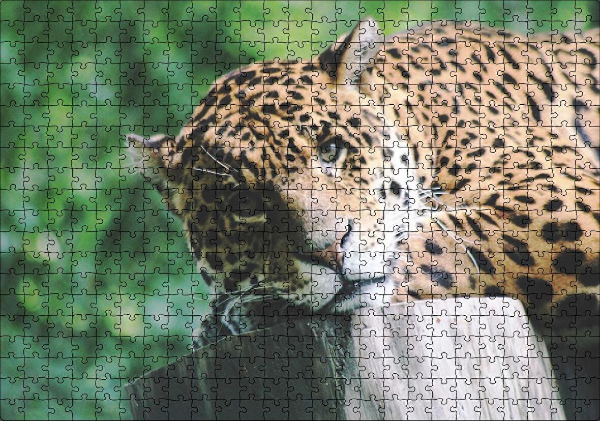 Cakapuzzle Kütüğün Üzerinde Dinlenen Leopar Yakın Çekim Puzzle Yapboz MDF Ahşap