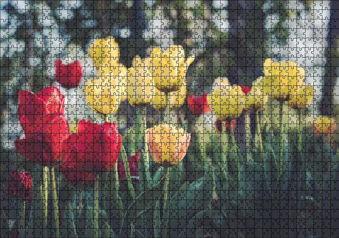 Cakapuzzle Sarı ve Kırmızı Laleler Flu Arka Plan Puzzle Yapboz MDF Ahşap