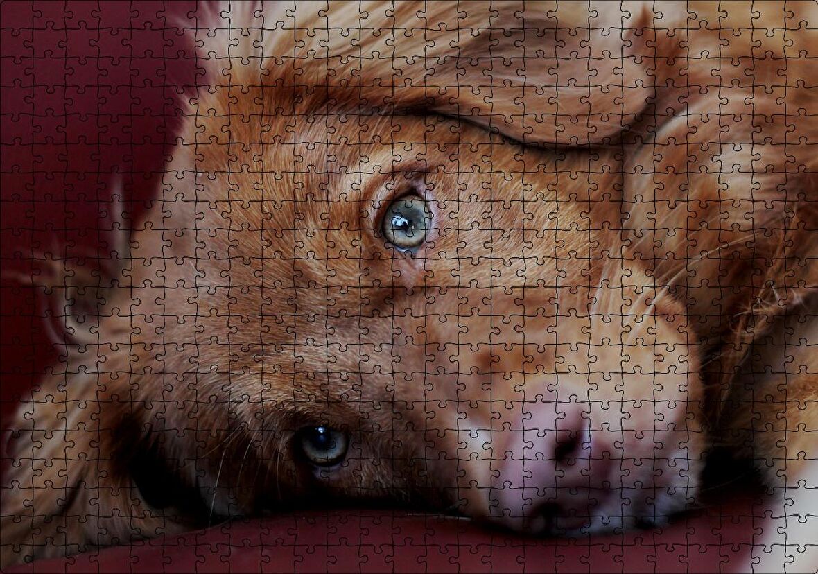 Cakapuzzle Sevimli Kahverengi Köpek Yakın Çekim Puzzle Yapboz MDF Ahşap