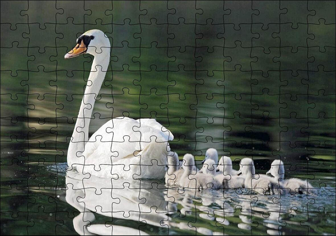Cakapuzzle Gölde Yüzen Beyaz Kuğu ve Arkasında Yavruları Puzzle Yapboz MDF Ahşap