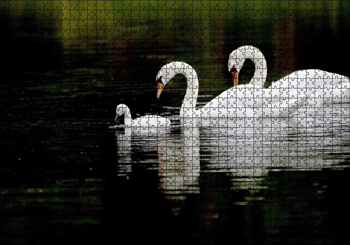Cakapuzzle Gölde Yüzen Bir Çift Kuğu ve Yavruları Puzzle Yapboz MDF Ahşap