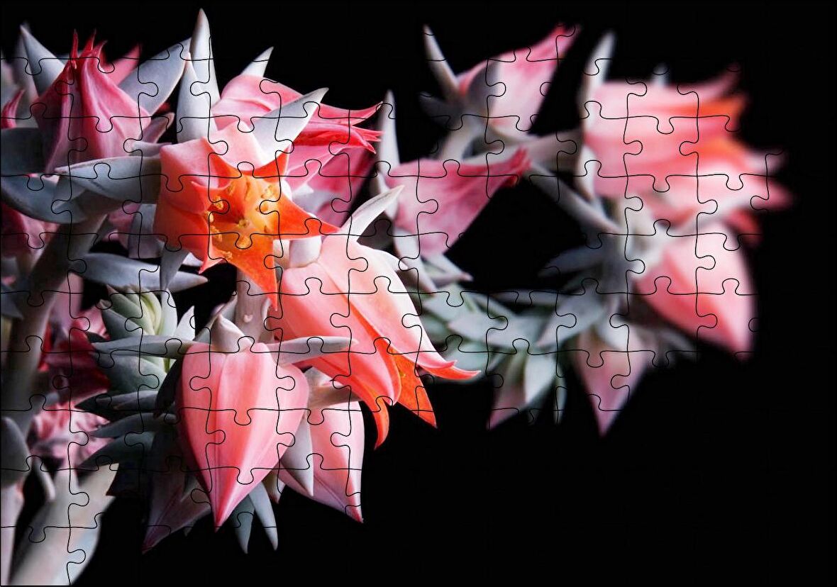 Cakapuzzle Kırmızı Bardak Çiçekleri Karanlık Arka Plan Puzzle Yapboz MDF Ahşap