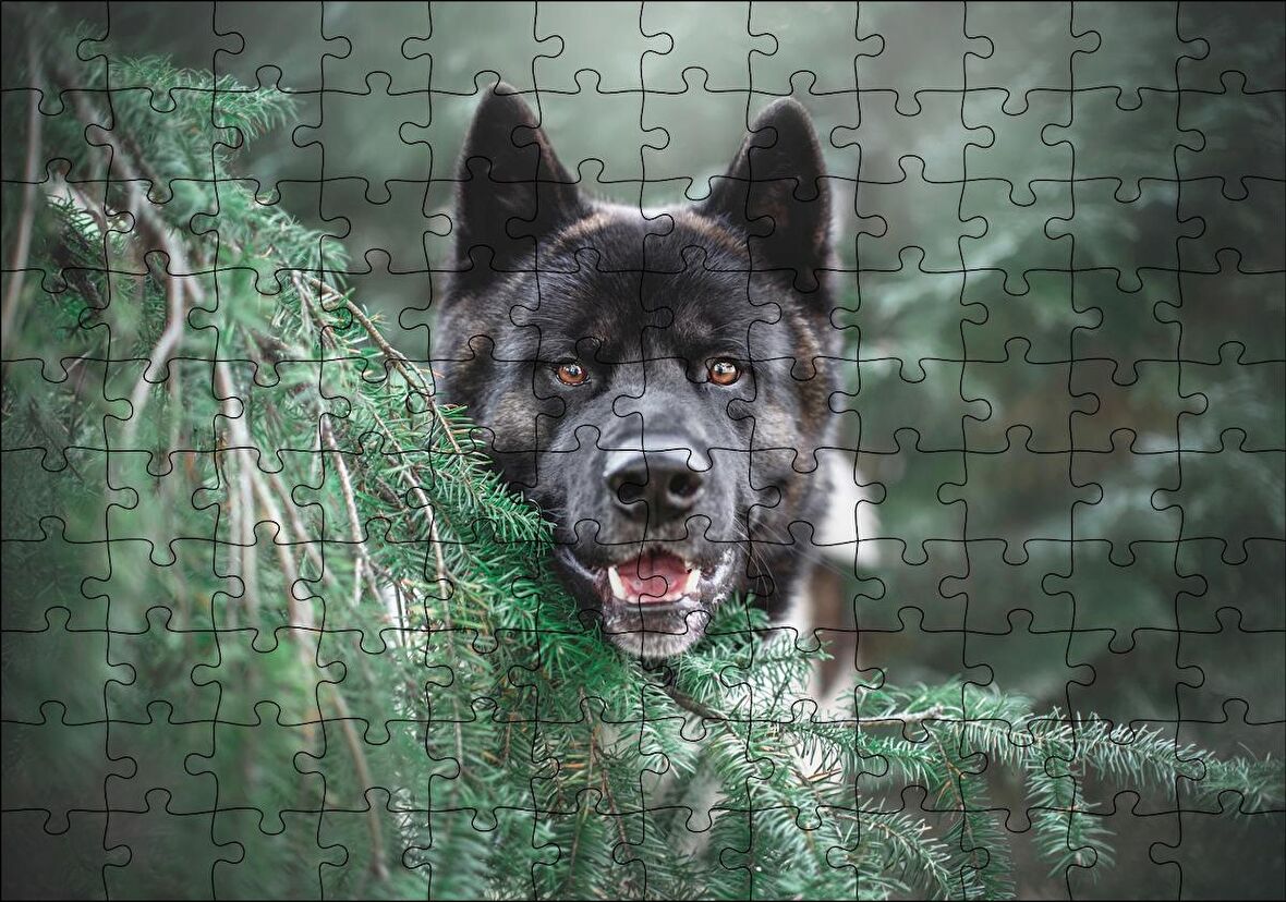 Cakapuzzle Akita Kahverengi Siyah Köpek ve Çam Yaprakları Puzzle Yapboz MDF Ahşap