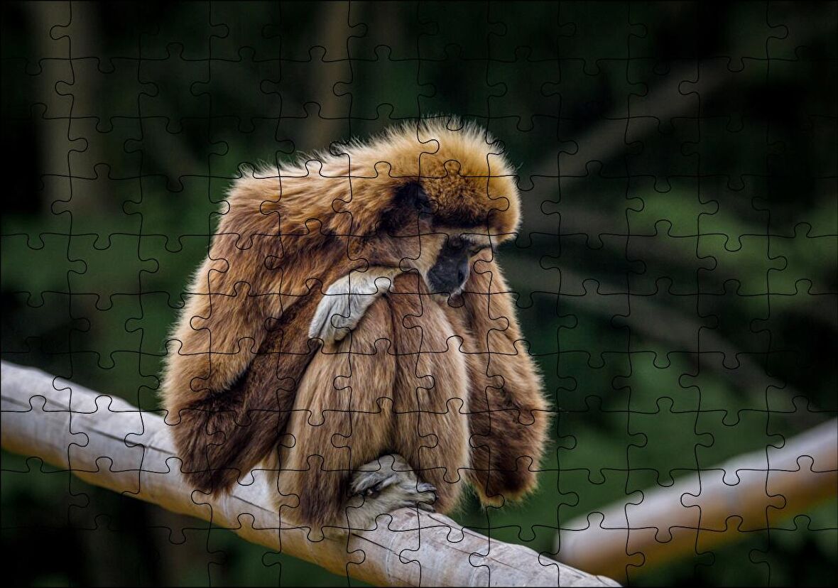 Cakapuzzle Bambu Üzerinde Dinlenen Gibbon Maymunu Puzzle Yapboz MDF Ahşap