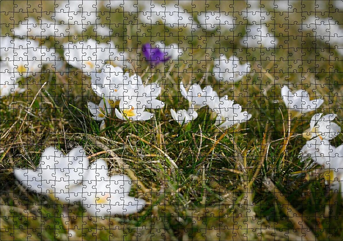 Cakapuzzle Çayırda Beyaz Çiğdem Çiçekleri Puzzle Yapboz MDF Ahşap