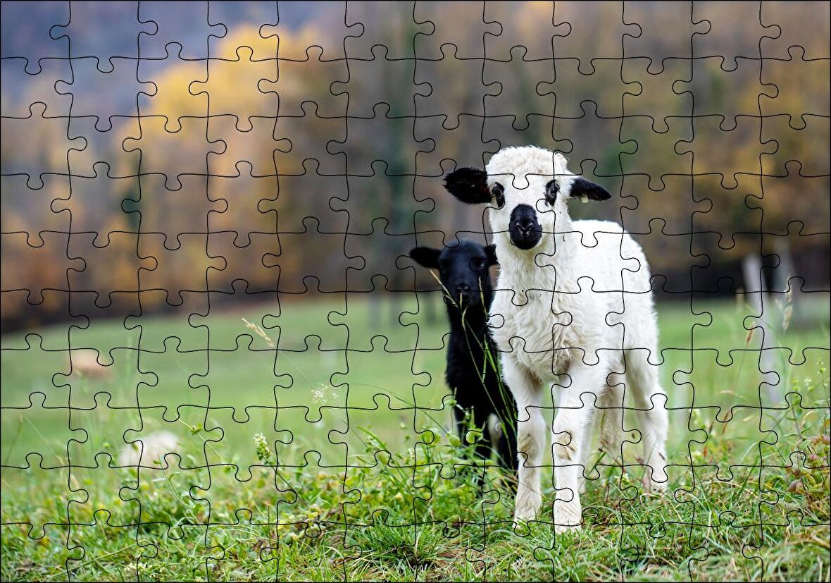 Cakapuzzle Çayırda Beyaz ve Siyah Kuzular Flu Arka Plan Puzzle Yapboz MDF Ahşap