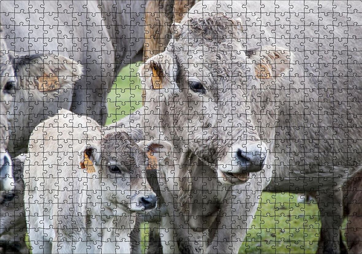 Cakapuzzle Çayırda Gri İnekler ve Sevimli Buzağı Puzzle Yapboz MDF Ahşap