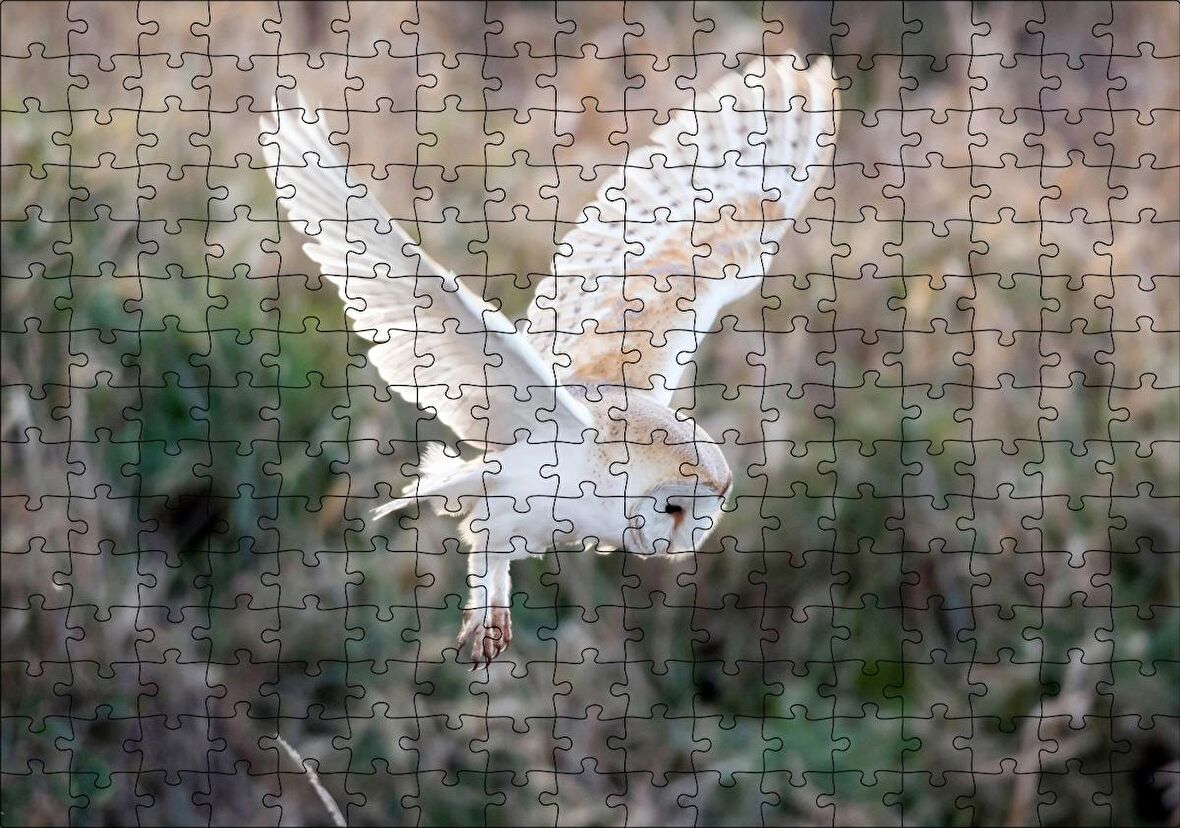 Cakapuzzle Çayırda Konmaya Hazırlanan Beyaz Baykuş Puzzle Yapboz MDF Ahşap