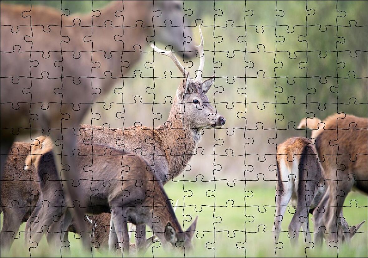 Cakapuzzle Çayırda Otlayan Ren Geyikleri Puzzle Yapboz MDF Ahşap