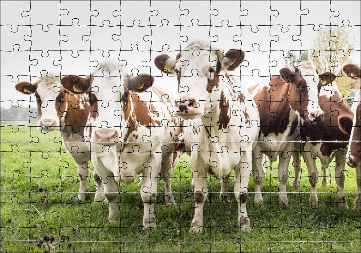 Cakapuzzle Çayırda Tel Örgünün Kenarında İnekler Puzzle Yapboz MDF Ahşap