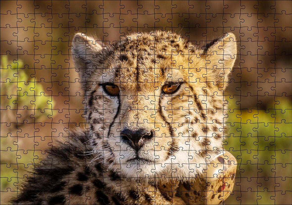 Cakapuzzle Çita Yakın Çekim Flu Savana Arka Plan Puzzle Yapboz MDF Ahşap