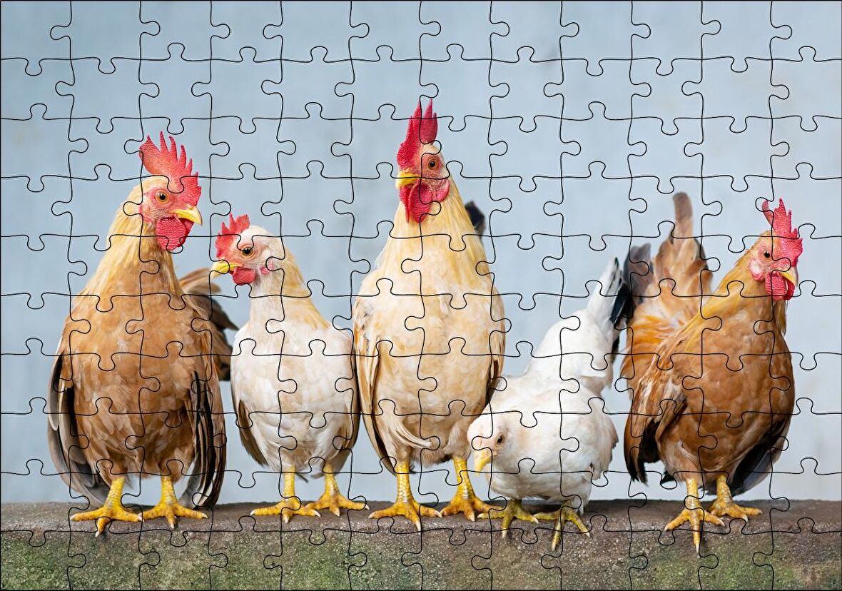 Cakapuzzle Duvarın Üstünde Kahverengi Beyaz Tavuklar Puzzle Yapboz MDF Ahşap