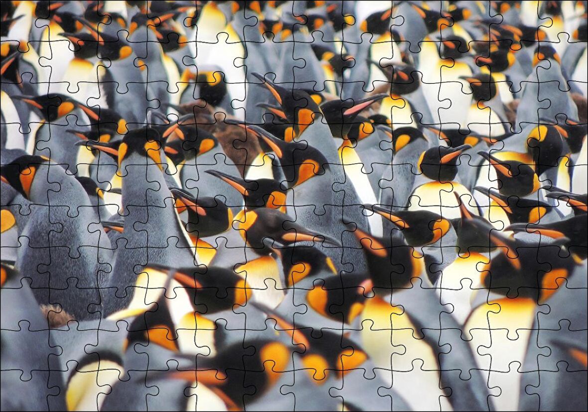 Cakapuzzle İmpataror Penguenleri Bir Arada Puzzle Yapboz MDF Ahşap