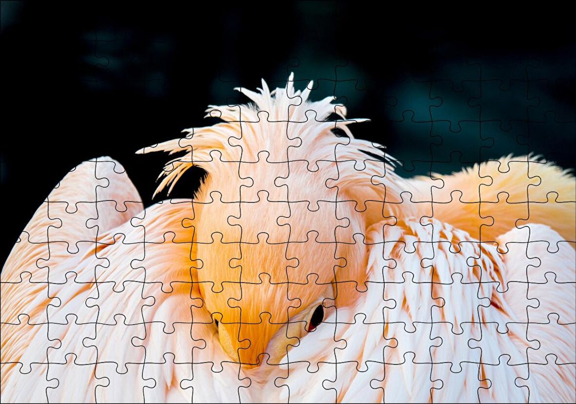 Cakapuzzle Kanatları Arasına Gömülmüş Pelikan Yakın Çekim Puzzle Yapboz MDF Ahşap