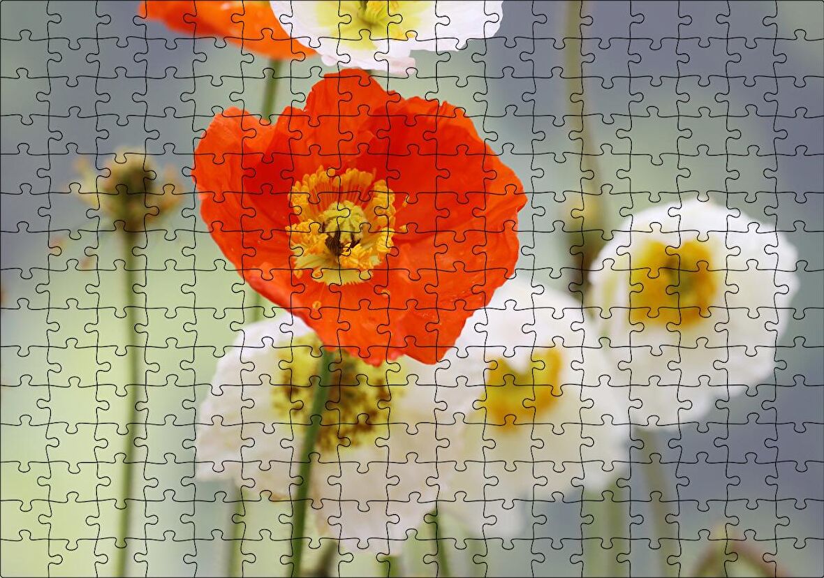Cakapuzzle Kırmızı ve Beyaz Gelincikler Yakın Çekim Puzzle Yapboz MDF Ahşap