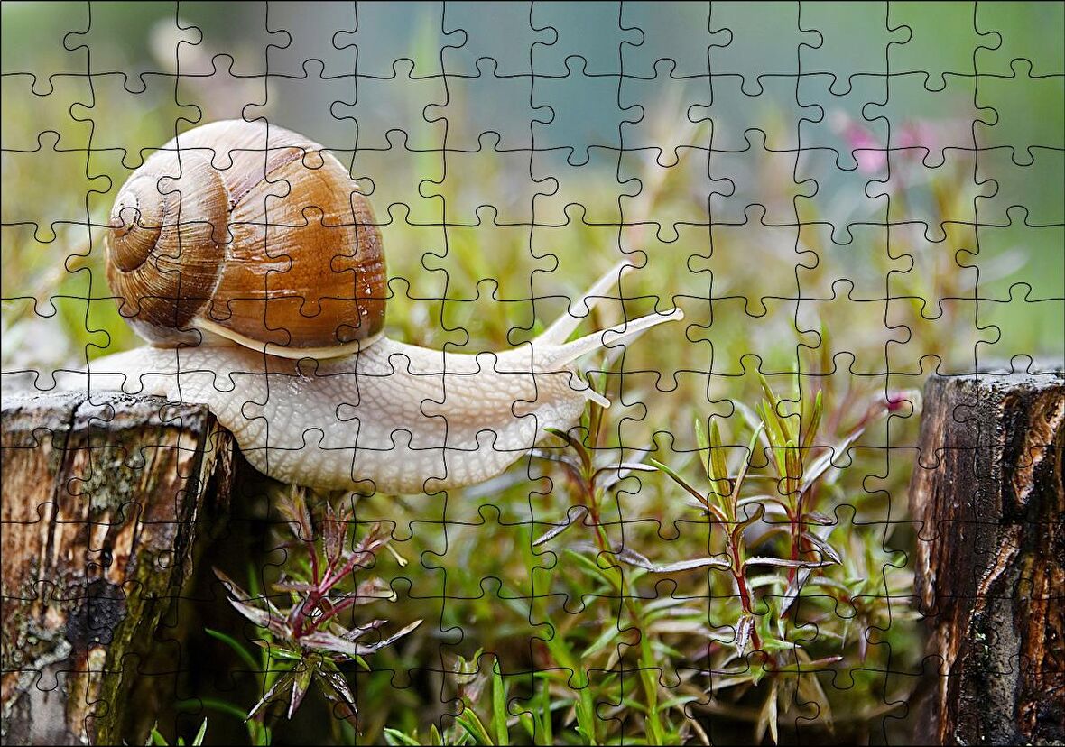 Cakapuzzle Kütükten Otların Üzerine İnen Salyangoz Puzzle Yapboz MDF Ahşap