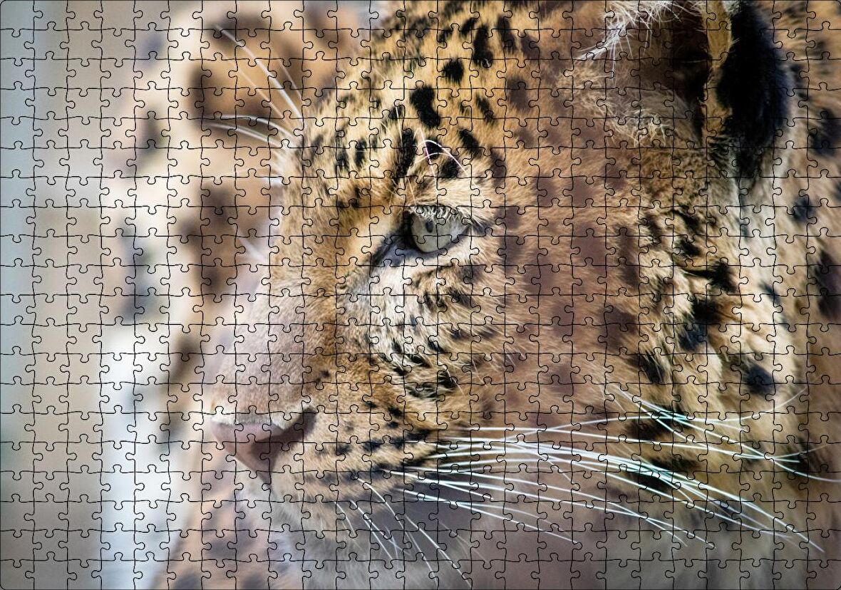 Cakapuzzle Muhteşem Güzellikteki Leopar Yakın Çekim Puzzle Yapboz MDF Ahşap