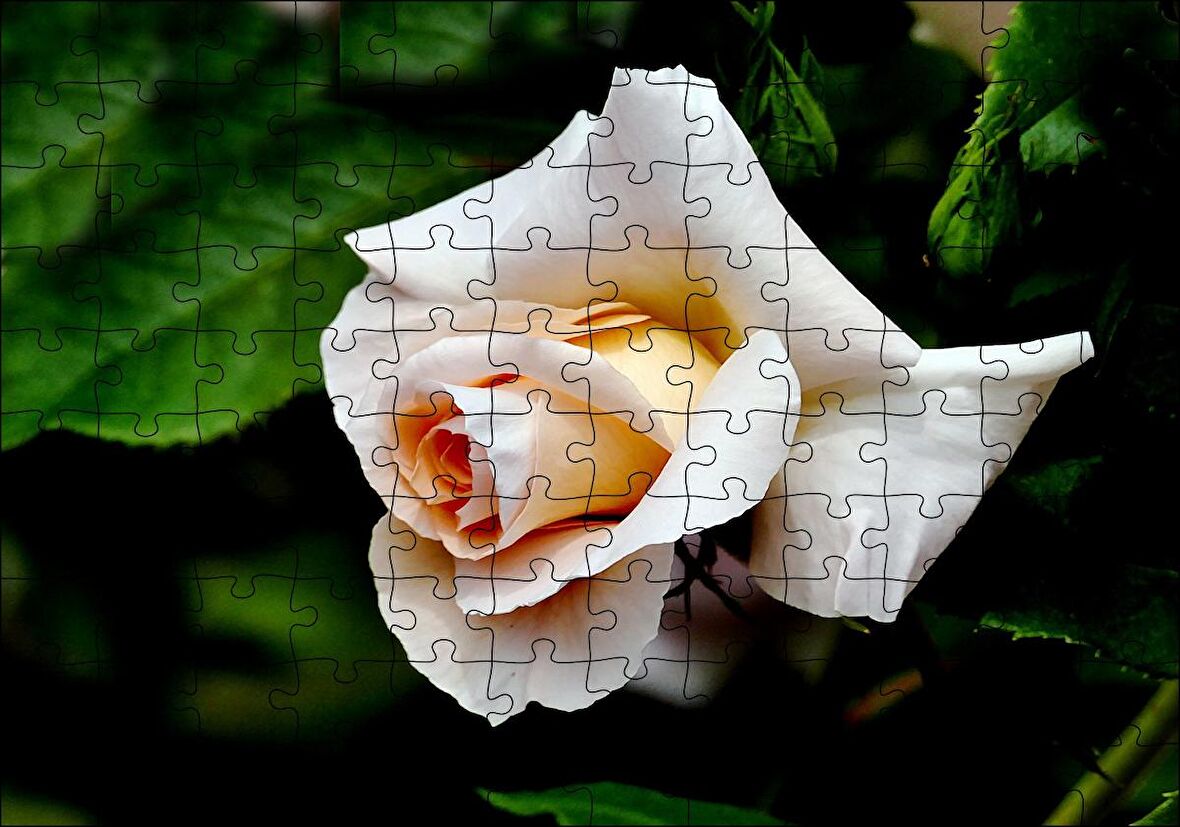 Cakapuzzle Sarı Beyaz Gül Yakın Çekim Puzzle Yapboz MDF Ahşap