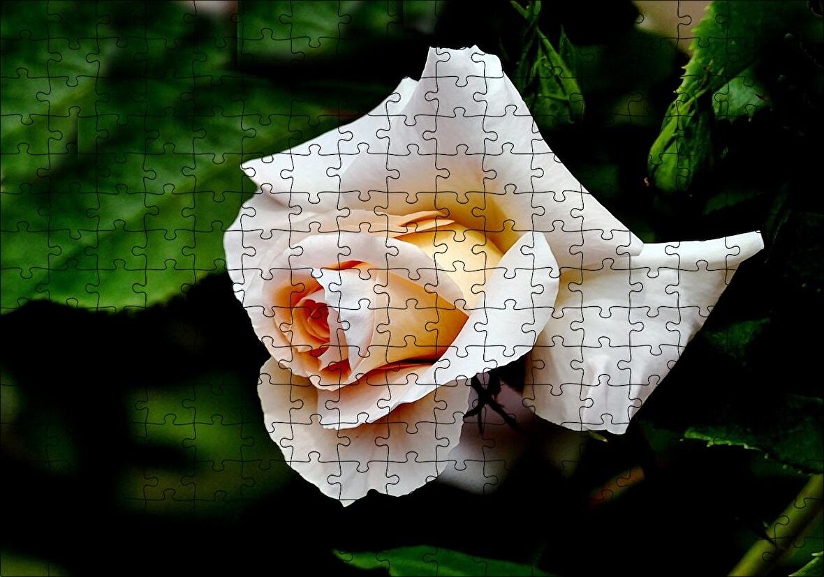 Cakapuzzle Sarı Beyaz Gül Yakın Çekim Puzzle Yapboz MDF Ahşap