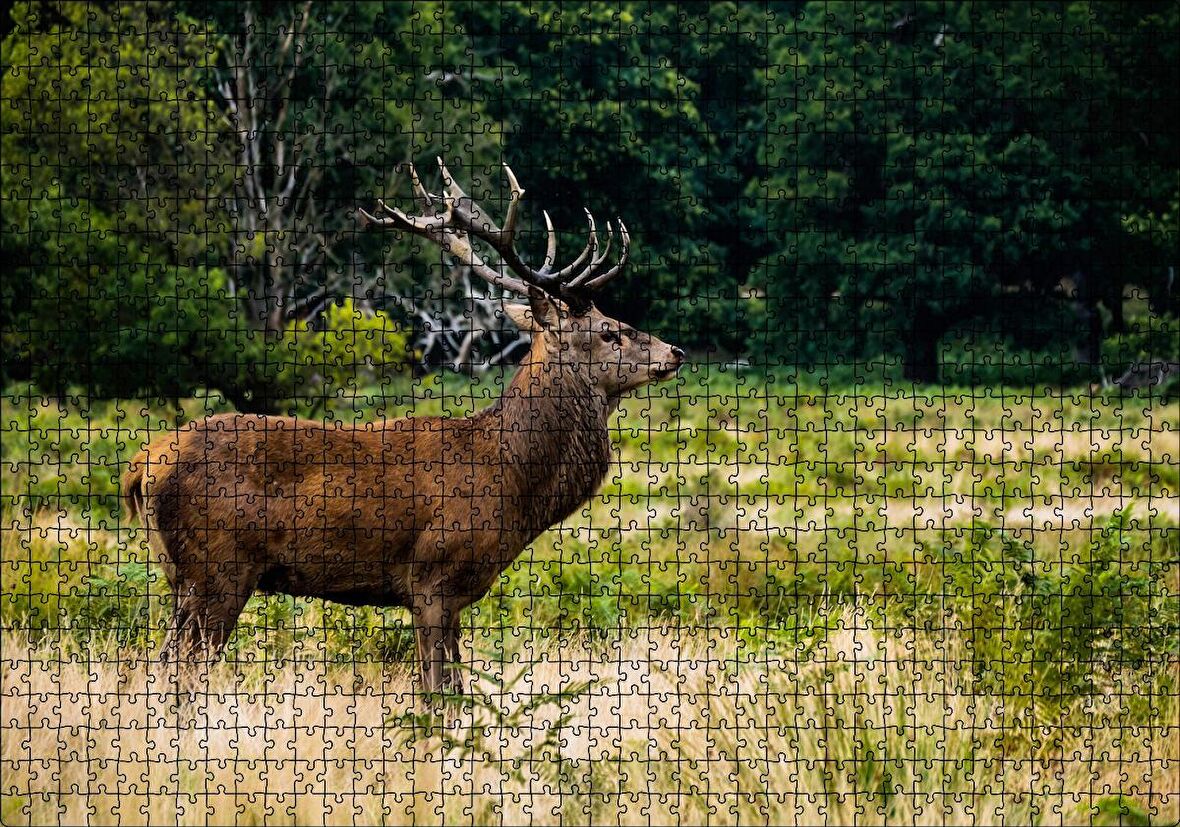 Cakapuzzle Sarı Yeşil Otlar Arasında Ren Geyiği ve Orman Puzzle Yapboz MDF Ahşap