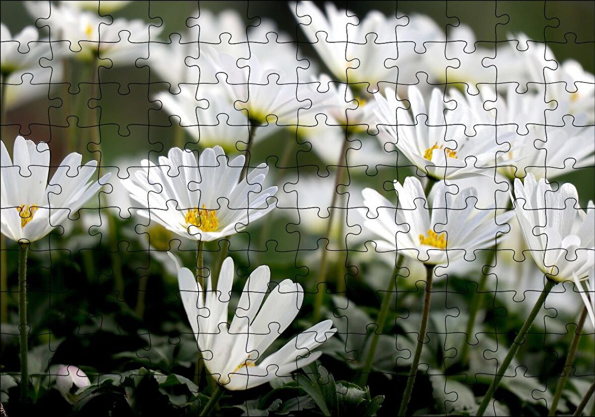 Cakapuzzle Taçlı Beyaz Dağ Laleleri Yakın Çekim Puzzle Yapboz MDF Ahşap